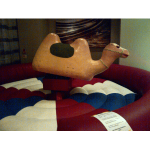 bucking camel hire near me
